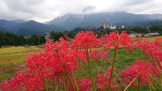 寺坂棚田 彼岸花 Hirorinおばさん気任せ綴