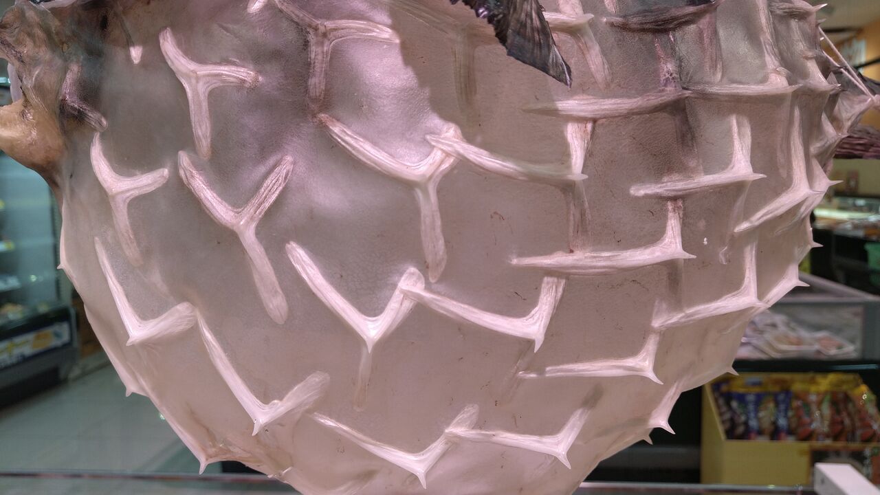 イシガキフグでフグ提灯（2／2） : 魚屋のたわごと、ざれごと