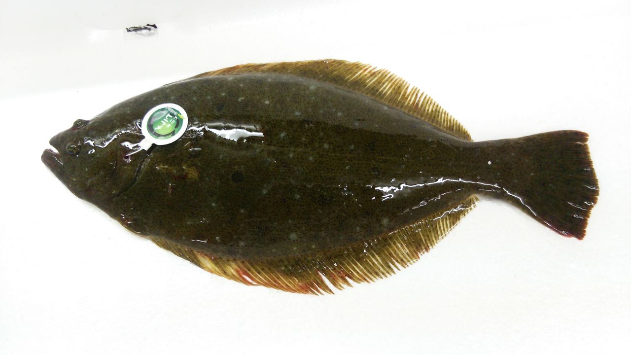 養殖ヒラメについての考察 魚屋のたわごと ざれごと ひとりごと 養殖ヒラメについての考察 魚屋のたわごと ざれごと ひとりごと