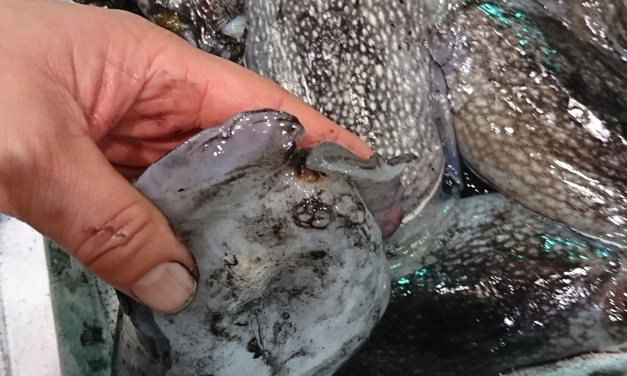 紋甲イカと シリヤケイカの違い 判別と味の違い 魚屋のたわごと ざれごと ひとりごと 紋甲イカと シリヤケイカの違い 判別と味の違い 魚屋のたわごと ざれごと ひとりごと