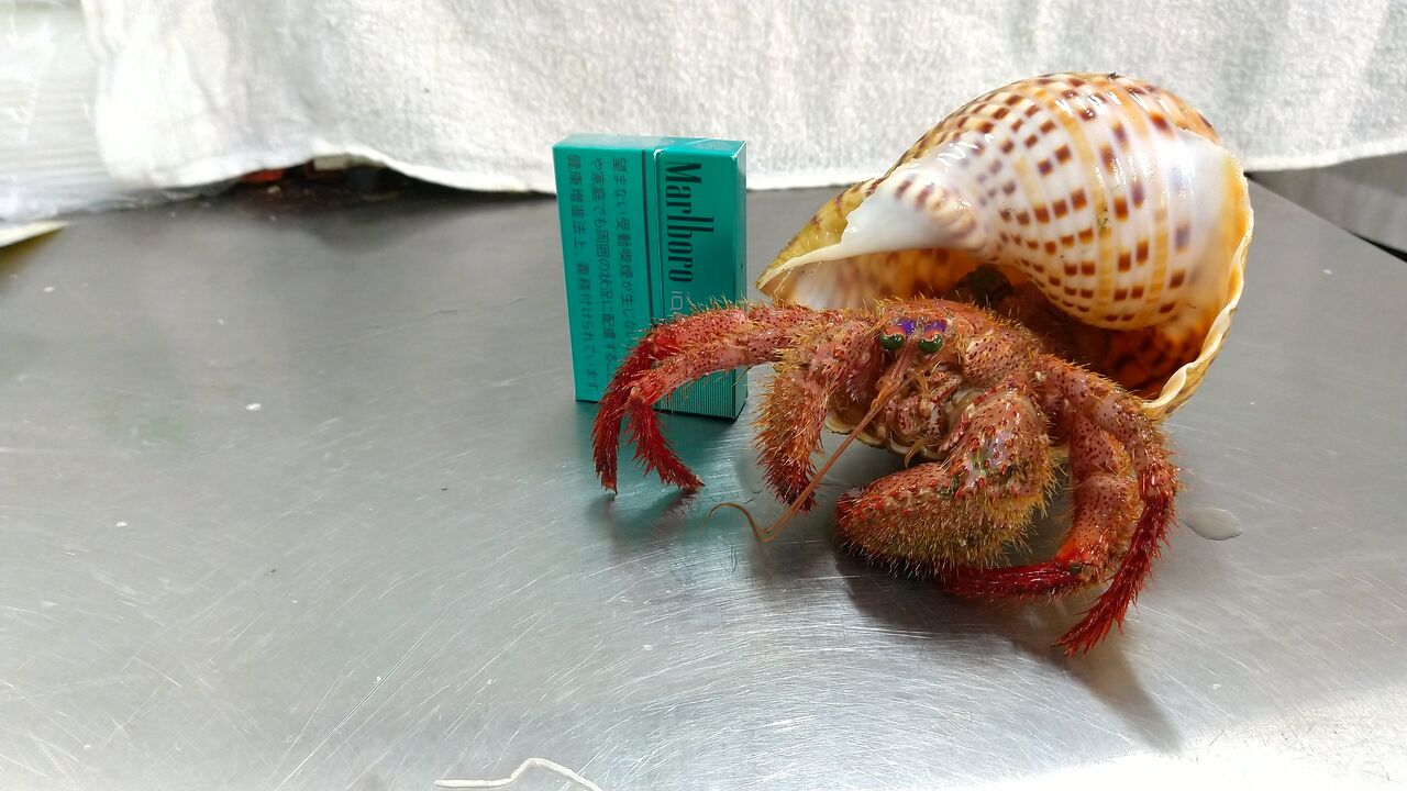 ヤツシロ貝でびっくり 魚屋のたわごと ざれごと ひとりごと ヤツシロ貝でびっくり 魚屋のたわごと ざれごと ひとりごと