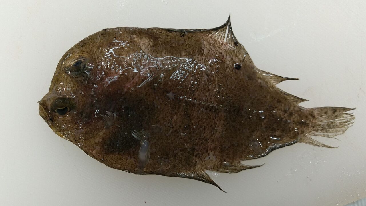 ヒラメの目の移動中 魚屋のたわごと ざれごと ひとりごと