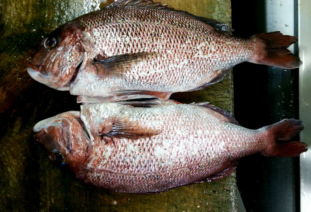 タイのオスとメスの見分けはできるのか 魚屋のたわごと ざれごと ひとりごと