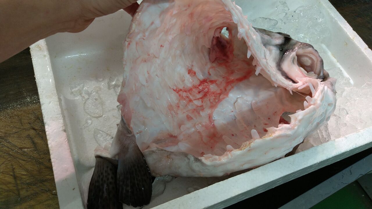 イシガキフグでフグ提灯（2／2） : 魚屋のたわごと、ざれごと