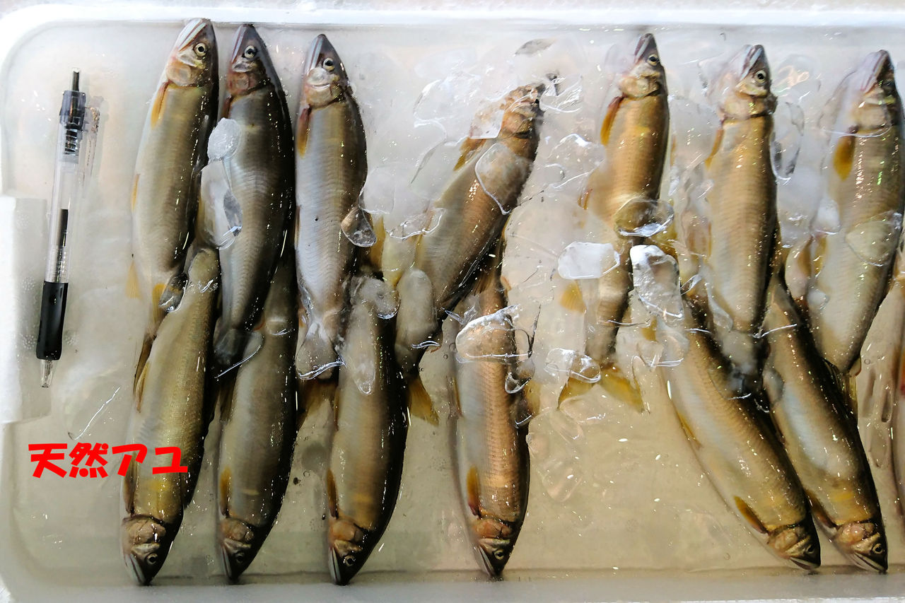 魚介類について 魚屋のたわごと ざれごと ひとりごと 魚介類について 魚屋のたわごと ざれごと ひとりごと