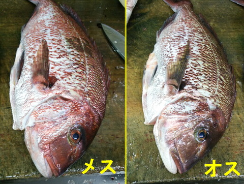 タイのオスとメス1月