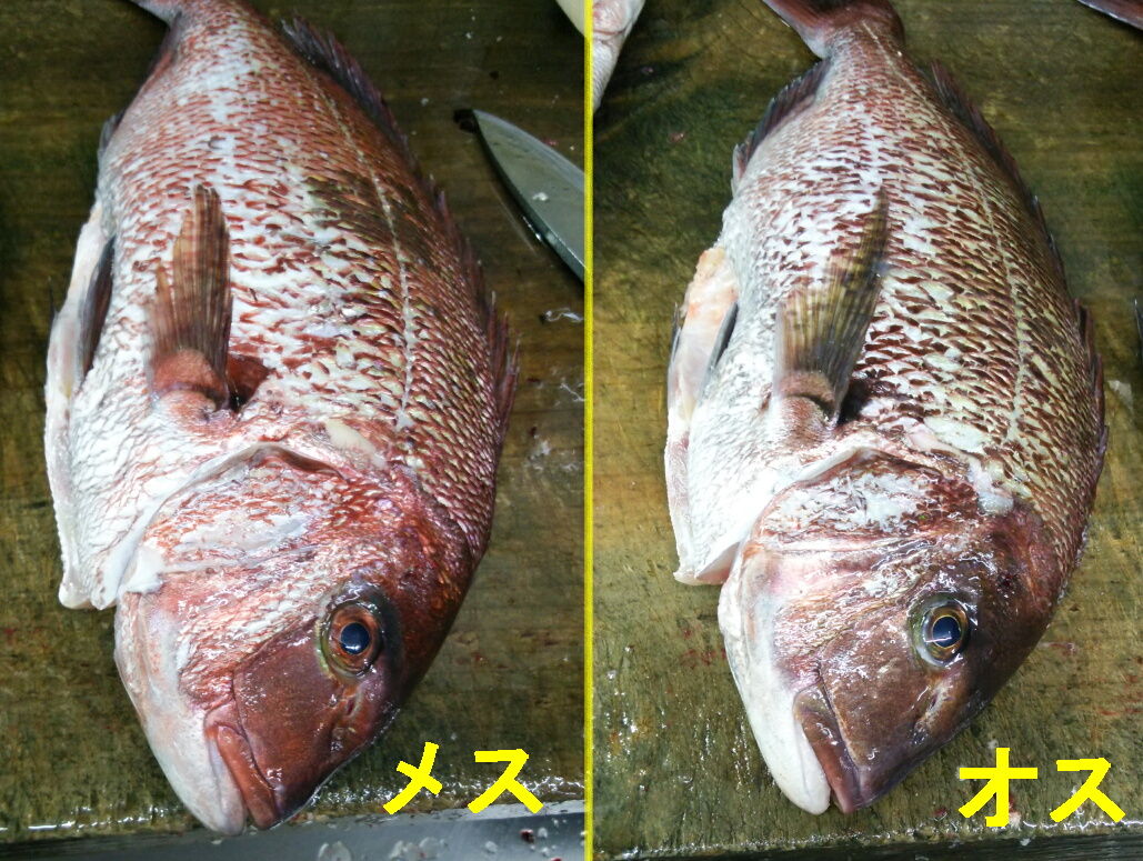 タイのオスとメスの見分けはできるのか 魚屋のたわごと ざれごと ひとりごと