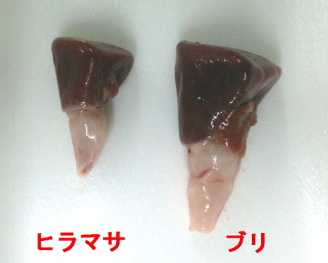 ブリとヒラマサの心臓