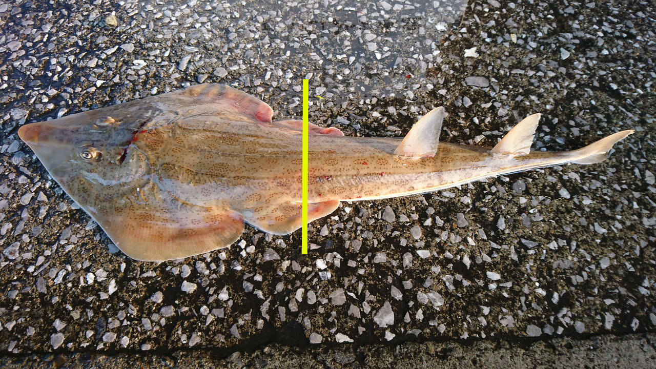 サカタザメの微笑み スキサキの洗い 魚屋のたわごと ざれごと ひとりごと サカタザメの微笑み スキサキの洗い 魚屋のたわごと ざれごと ひとりごと