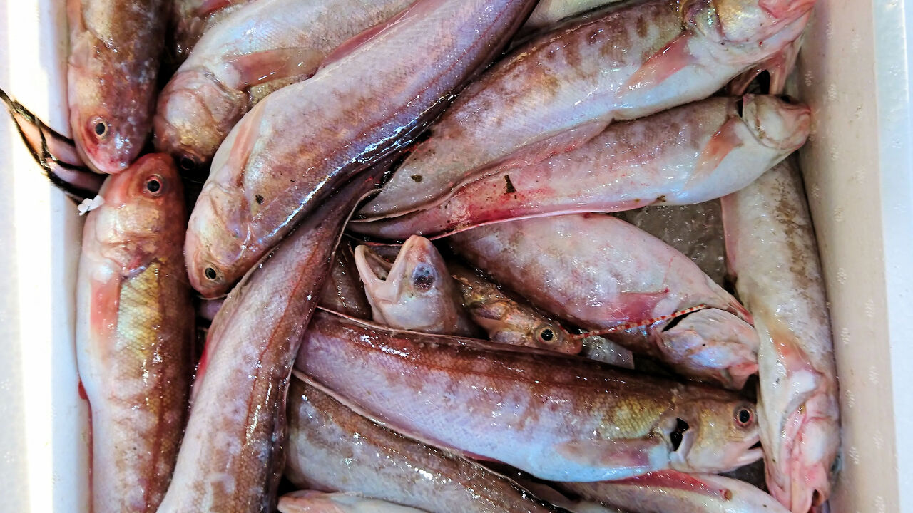 オナガは刺身で食べられない 魚屋のたわごと ざれごと ひとりごと