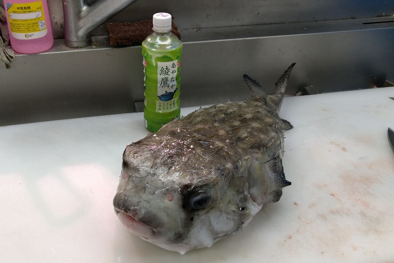 イシガキフグは硬かった！（イシガキフグでフグ提灯1／2