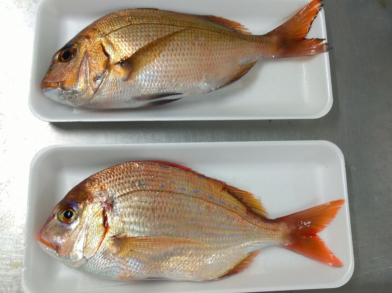 マダイとチダイ簡単な見分け方など : 魚屋のたわごと、ざれごと、ひとりごと