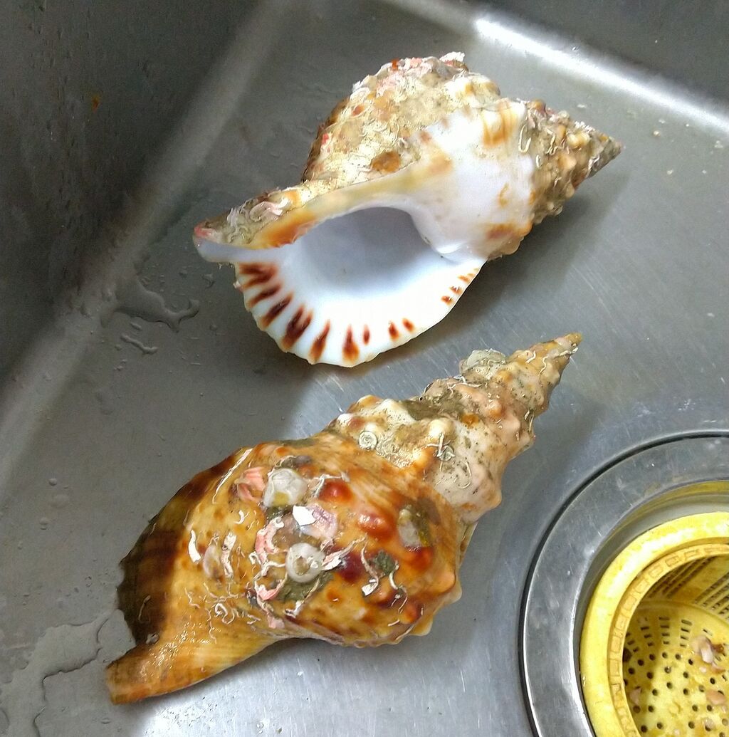 抜けない貝柱 法螺貝とテングニシ 魚屋のたわごと ざれごと ひとりごと 抜けない貝柱 法螺貝とテングニシ 魚屋のたわごと ざれごと ひとりごと