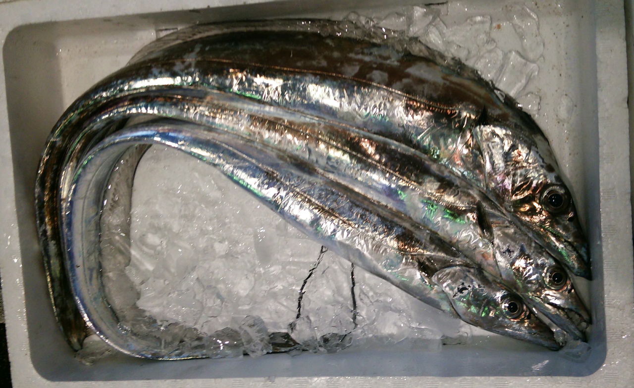 国が違うと目の付け所が違う タチウオ 魚屋のたわごと ざれごと ひとりごと