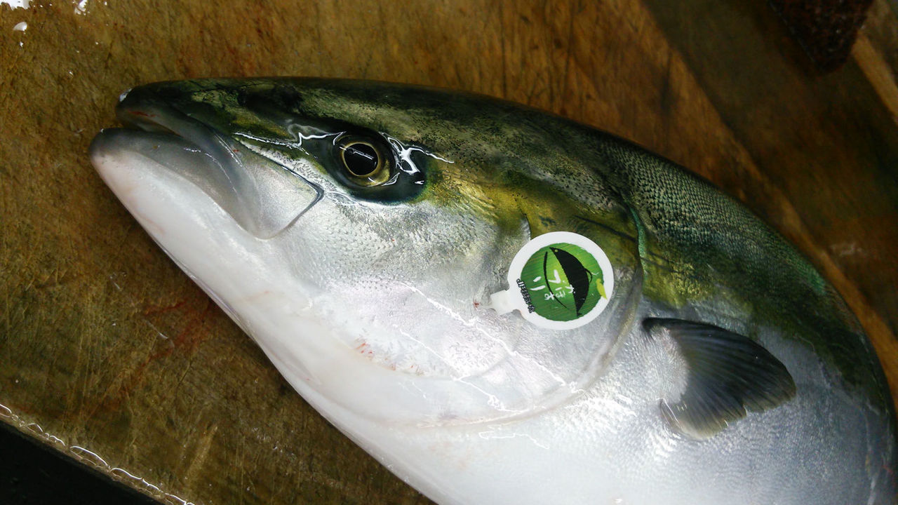 カボスブリ カボスの味がするものとしないものの違いは 魚屋のたわごと ざれごと ひとりごと カボスブリ カボスの味がするものとしないものの違いは 魚屋のたわごと ざれごと ひとりごと