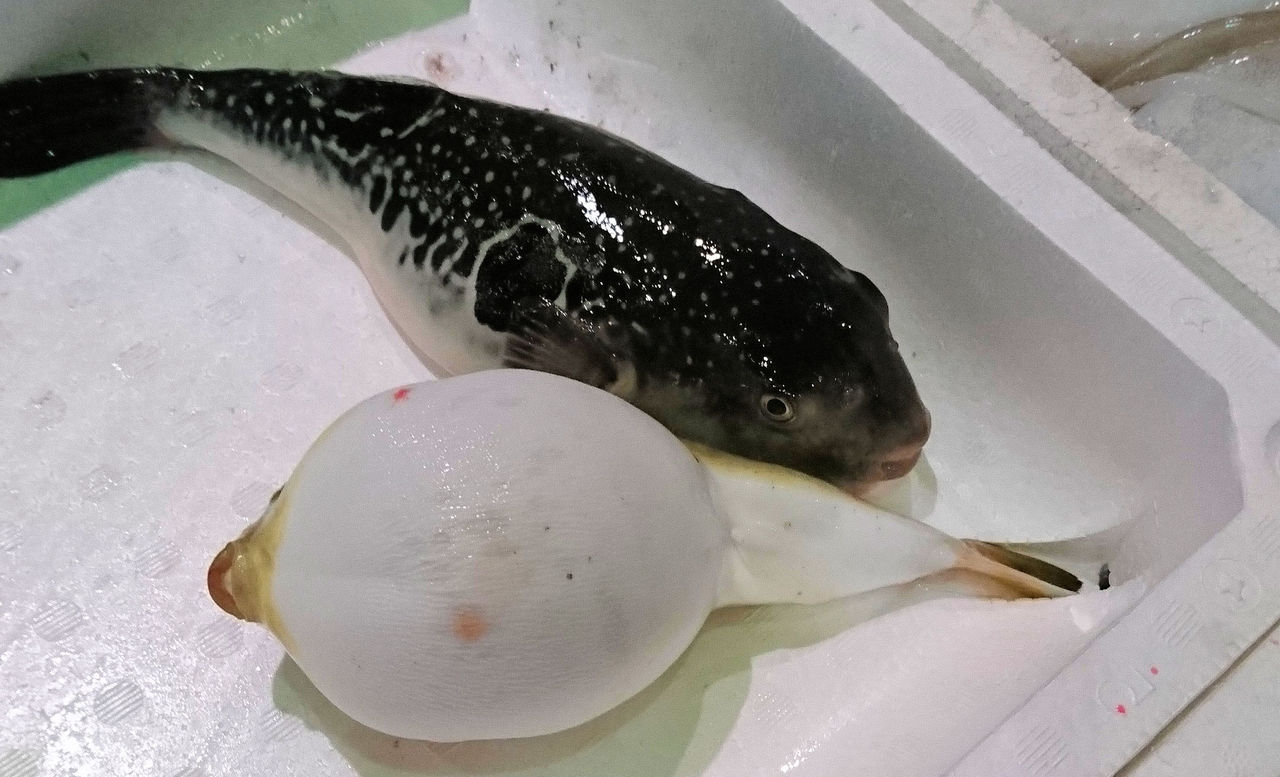 フグの肝をくれと言う客 魚屋のたわごと ざれごと ひとりごと フグの肝をくれと言う客 魚屋のたわごと ざれごと ひとりごと
