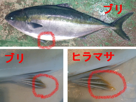 ブリとヒラマサの腹びれ