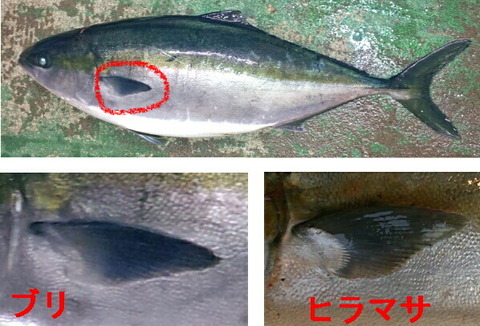 ブリとヒラマサの胸ビレ