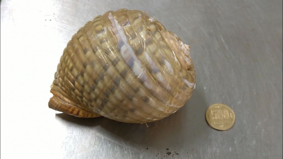 ヤツシロ貝でびっくり 魚屋のたわごと ざれごと ひとりごと