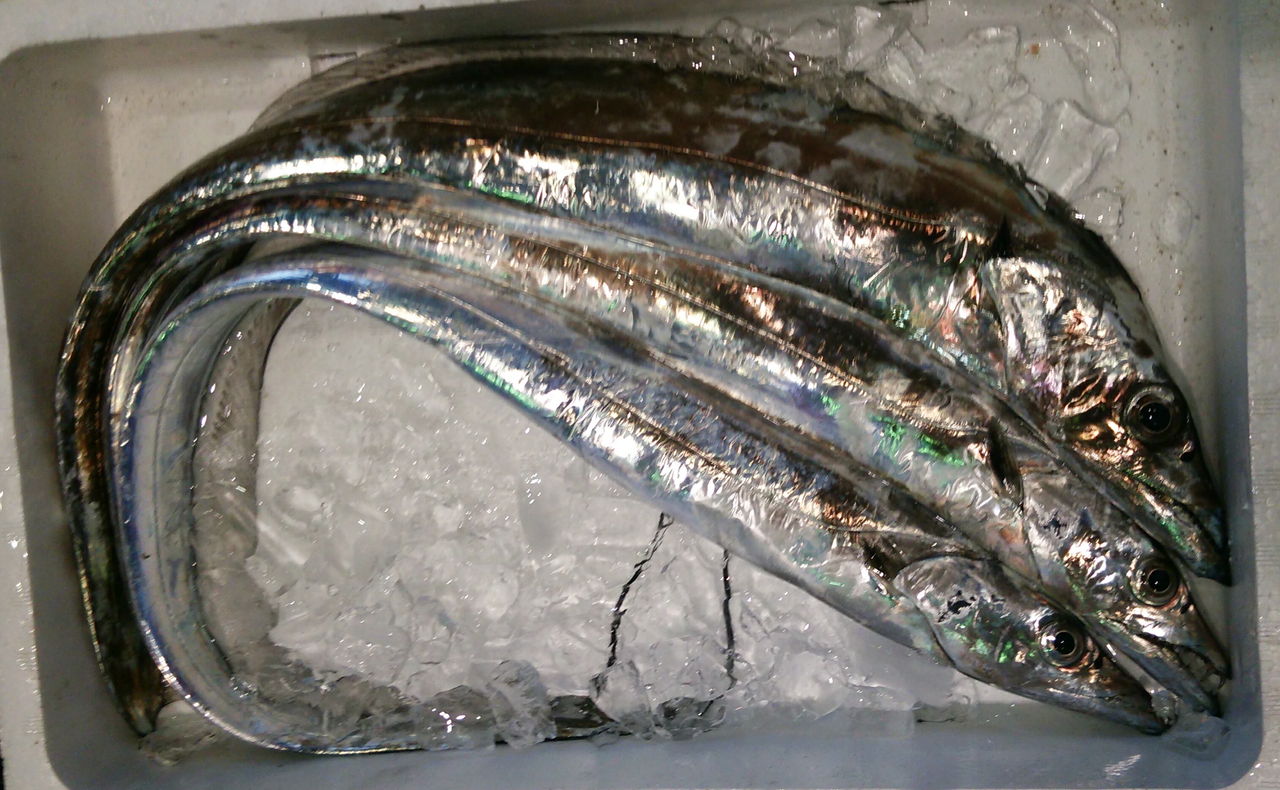 魚屋のキビナゴと釣りびと 魚屋のたわごと ざれごと ひとりごと 魚屋のキビナゴと釣りびと 魚屋のたわごと ざれごと ひとりごと