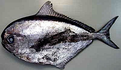 地物のエチオピア 魚屋のたわごと ざれごと ひとりごと 地物のエチオピア 魚屋のたわごと ざれごと ひとりごと