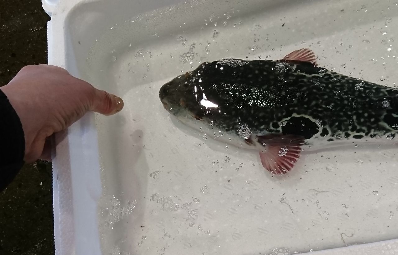毒フグに噛まれると 魚屋のたわごと ざれごと ひとりごと 毒フグに噛まれると 魚屋のたわごと ざれごと ひとりごと
