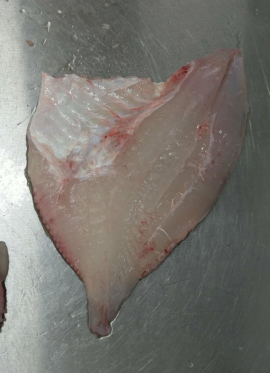 マトウダイの肉離れ 魚屋のたわごと ざれごと ひとりごと