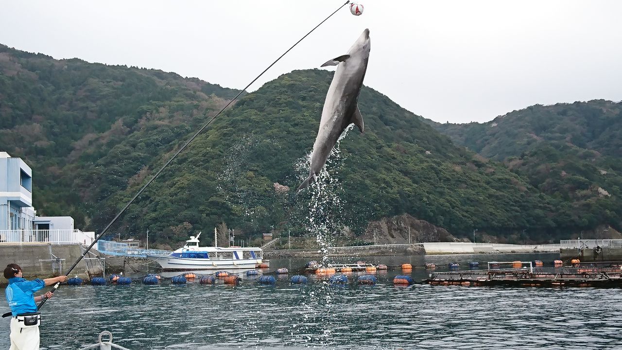 卒業旅行2 釣れない釣り堀と変なイルカ 魚屋のたわごと ざれごと ひとりごと 卒業旅行2 釣れない釣り堀と変なイルカ 魚屋のたわごと ざれごと ひとりごと