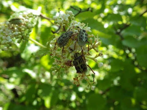 ヒメアシナガコガネ