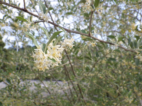 RIMG9255