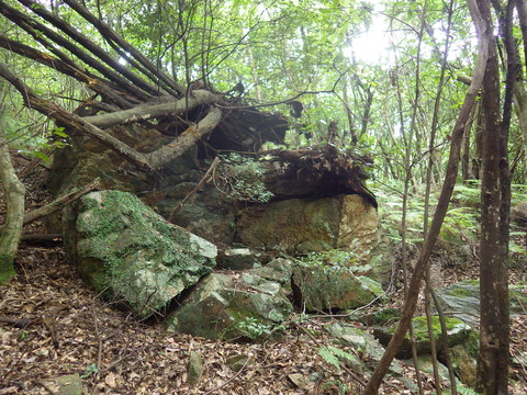 mori4
