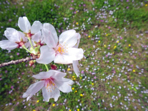 芝生広場1