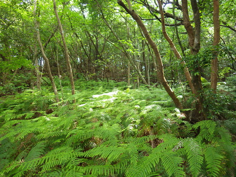 mori3