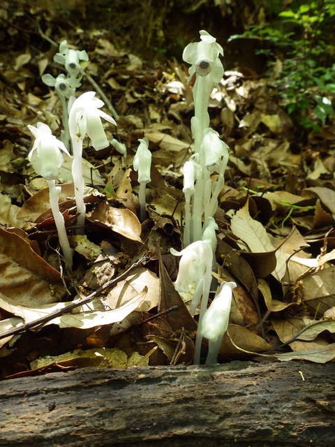 ギンリョウソウ