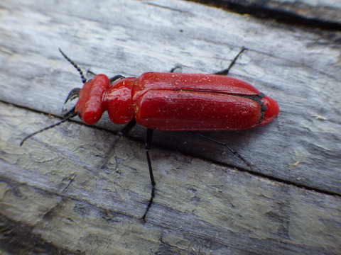 ヒラズゲンセイ