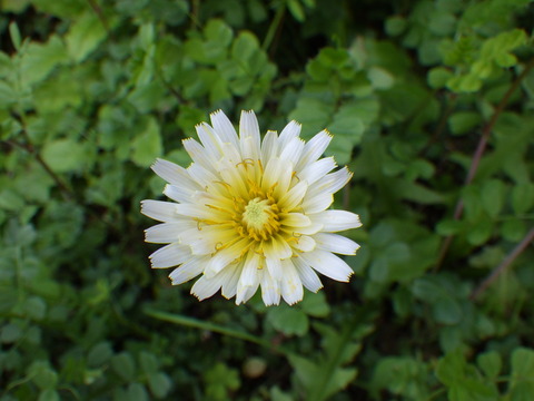 RIMG8559