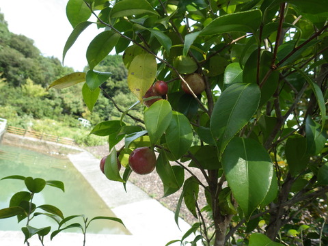tubaki