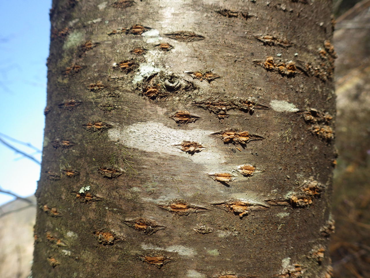 旧 情報交流館ブログ 木の幹