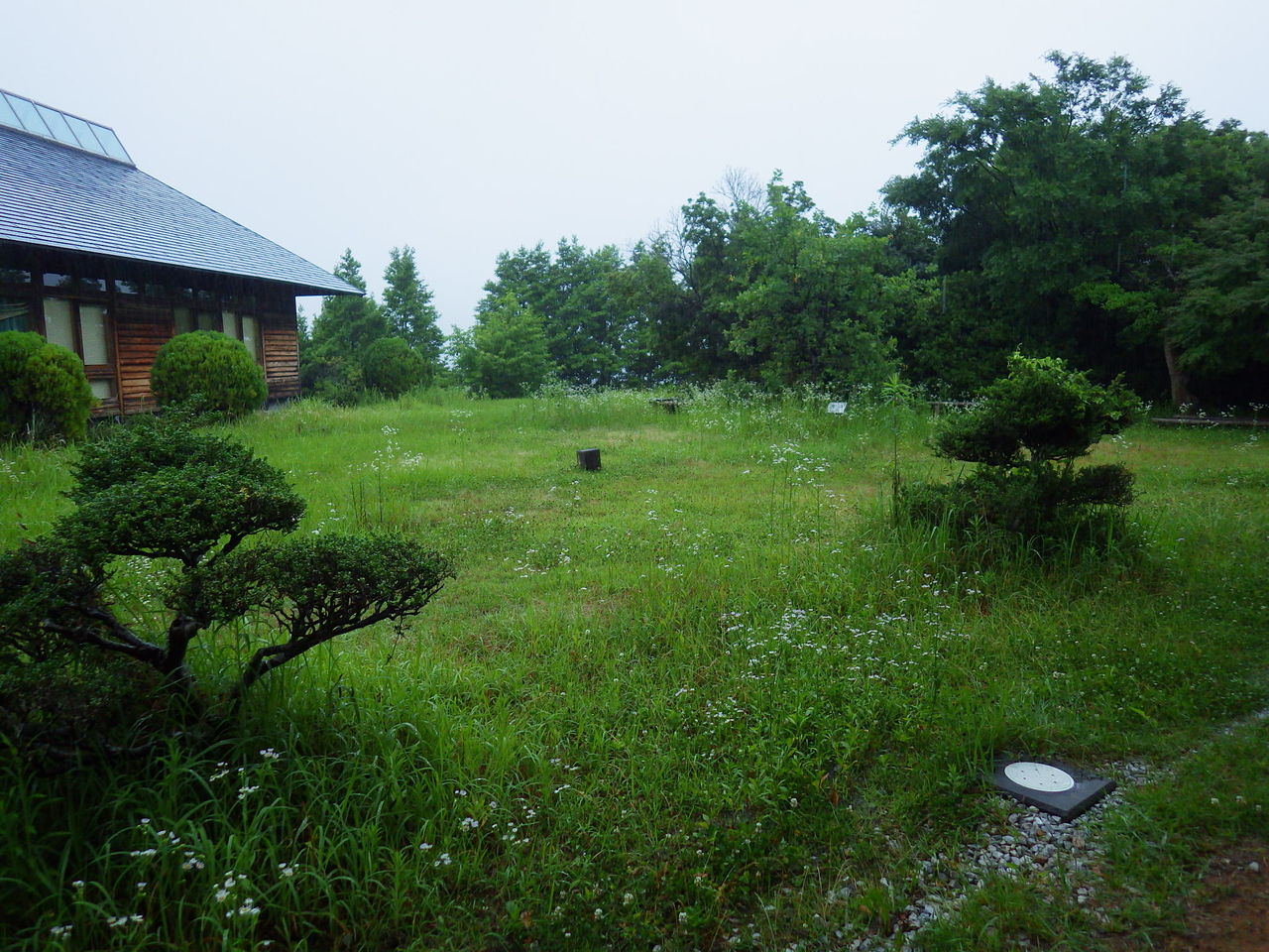 旧 情報交流館ブログ 雨の日の自然観察も楽しいですよ