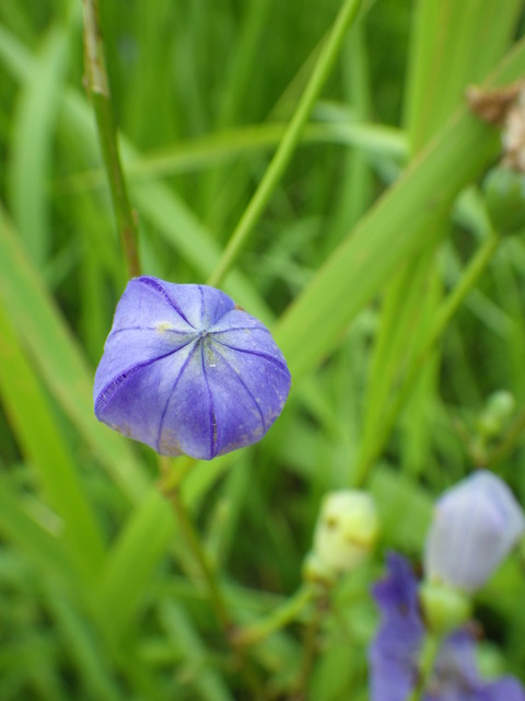 kikyou