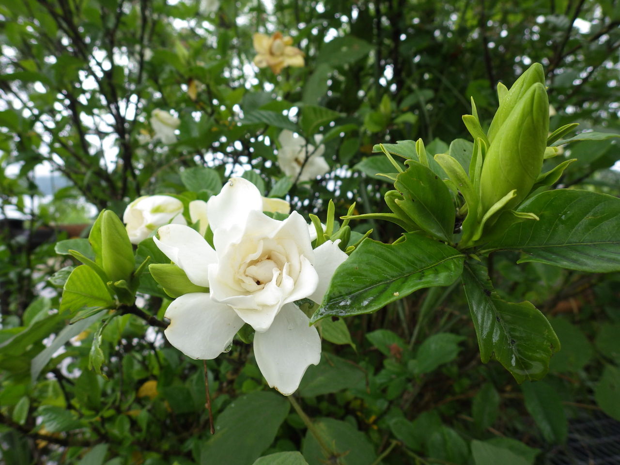 旧 情報交流館ブログ クチナシが花を咲かせています