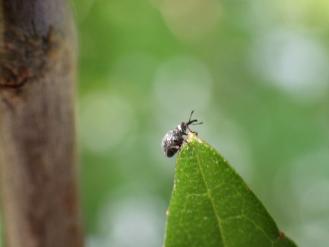 ヒレルホソクチゾウムシ