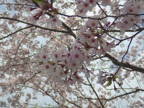 桜