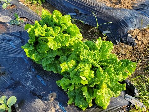 焼肉には、サンチュ : 医食同源里山日記