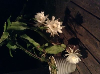 月下美人