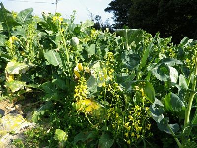 菜の花