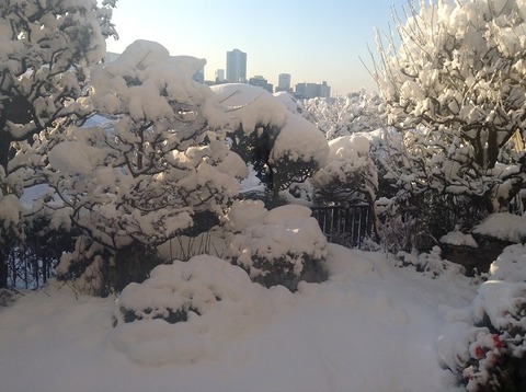 大雪の庭