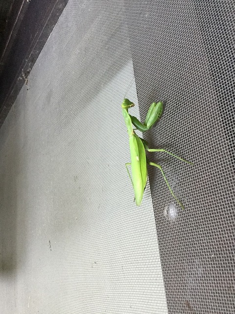 カマキリ