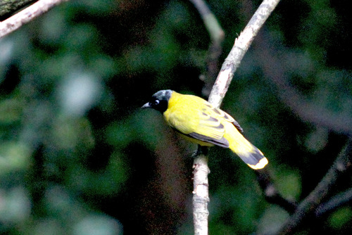 16IMG_8760 Black Headed Bulbulズグロヒヨ