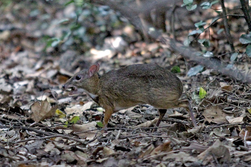 12IMG_9756 マメジカ